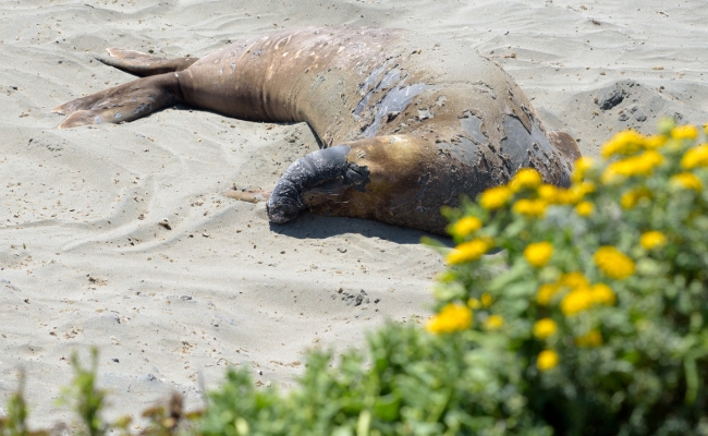 male elephant seals resting on beach piedras blancas california