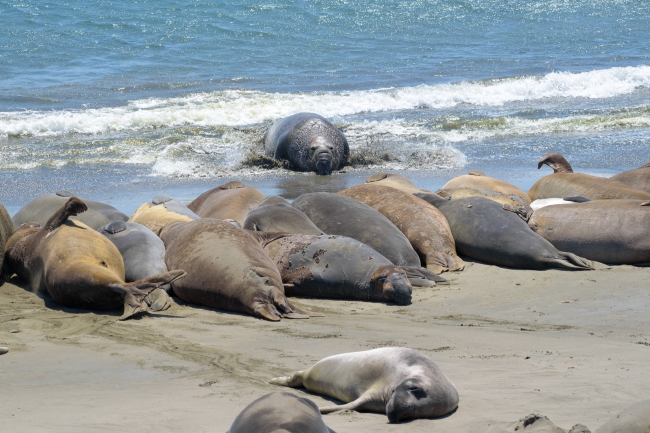 male elephant seals resting on beach piedras blancas california