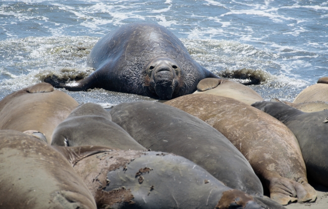 male elephant seals resting on beach piedras blancas california