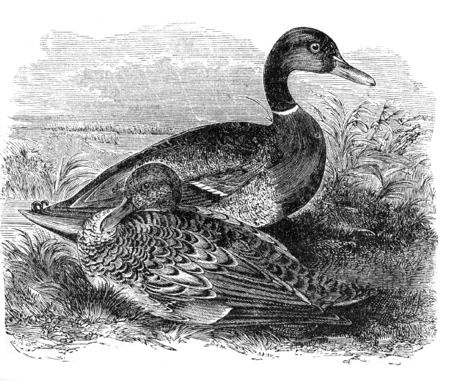 mallard bird illustration