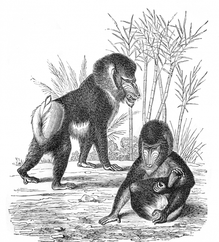 mandrills illustration