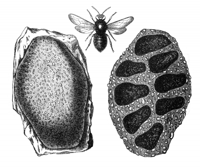 Mason Bee and Nest Illustration