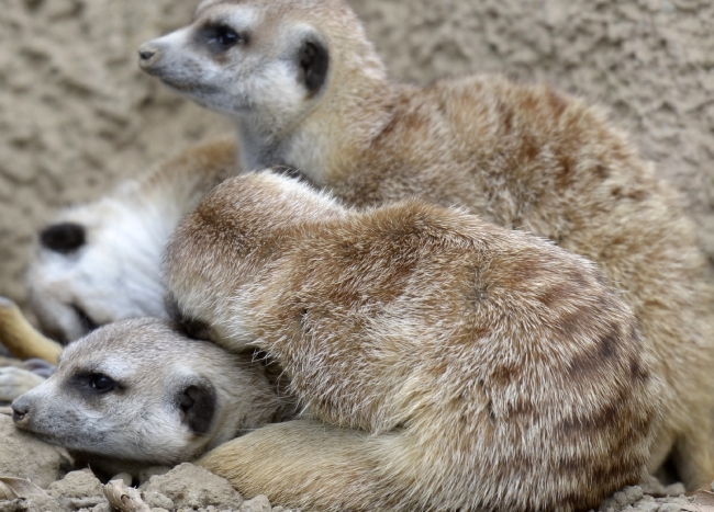 meerkats sleeping