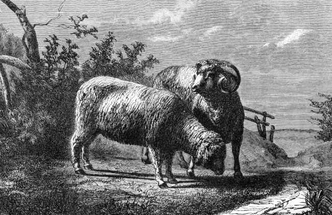 merino sheep illustration