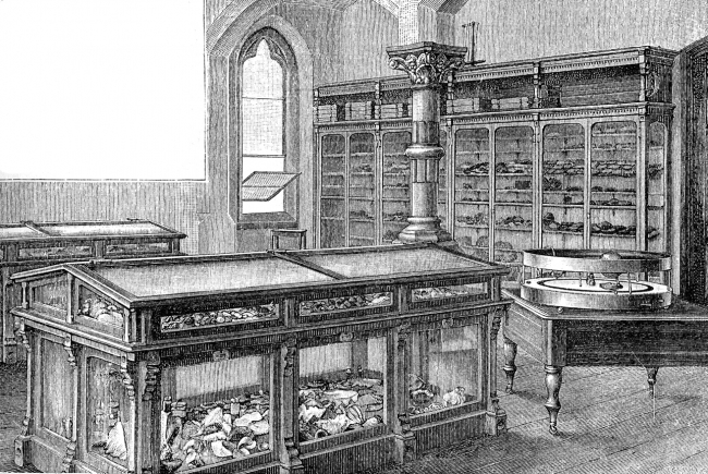 Mineral Cabinet In The University Historical Illustration