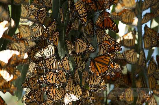 Monarch butterfly on trees in Pismo Beach California
