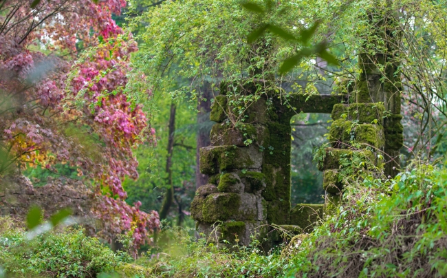 Moss covered stonework in a lush green garden.