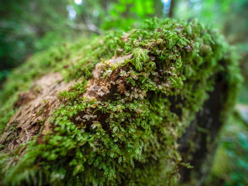 Moss on fallen tree in Northwestern Washington State