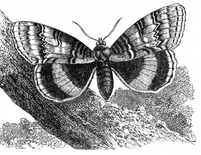 Moth Illustration