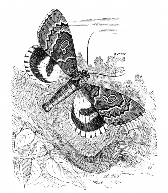 Moth Illustration