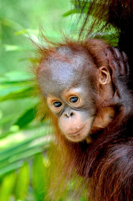 Mother and baby Orangutan Sarawak Image 1626A