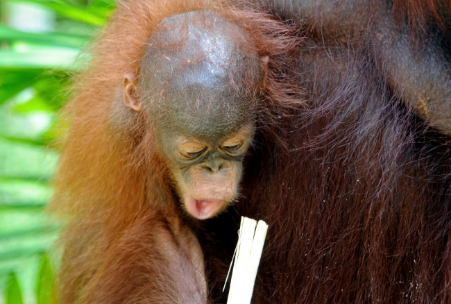 Mother and baby Orangutan Sarawak Image 1663A