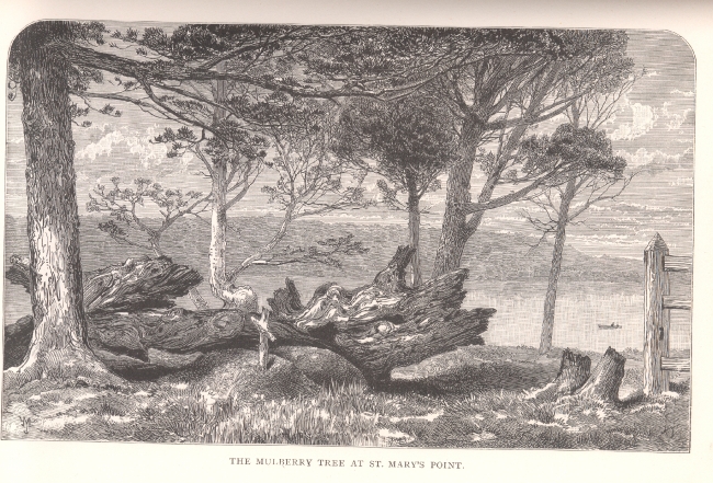 mulberry tree historical illustration