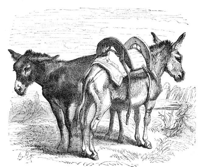 mules illustration