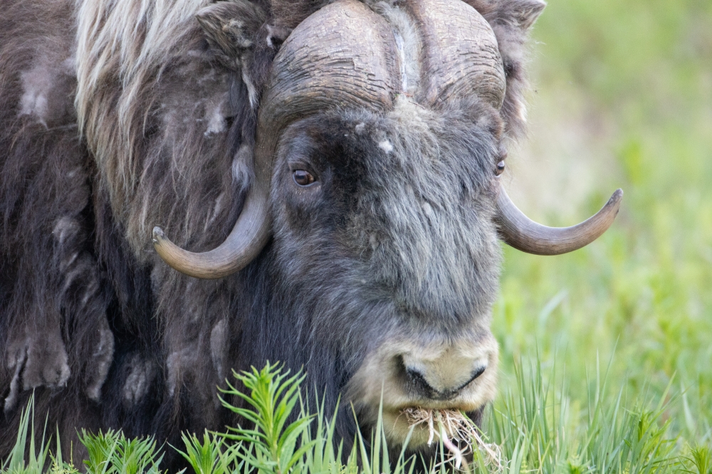 muskox feeding on grass