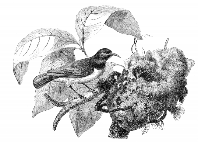 nest bird illustration
