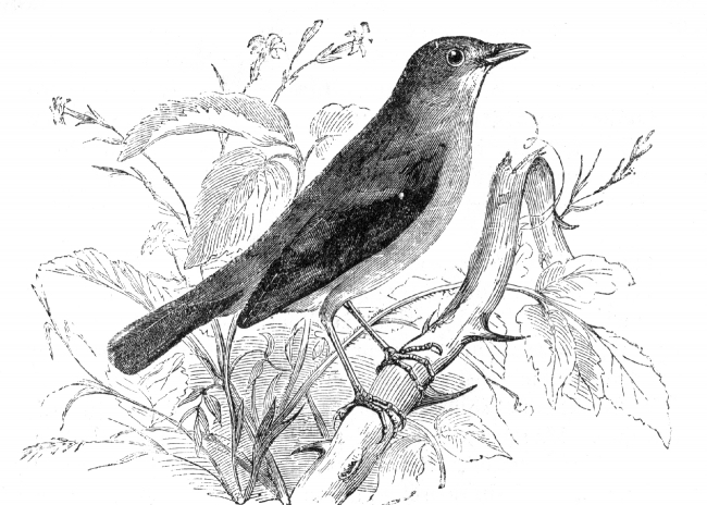 nightingale engraved bird illustration