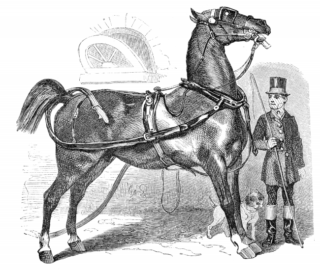 norman horse with man illustration