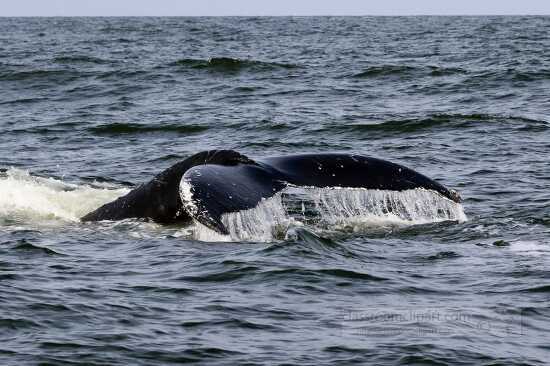 north Atlantic humpback whale