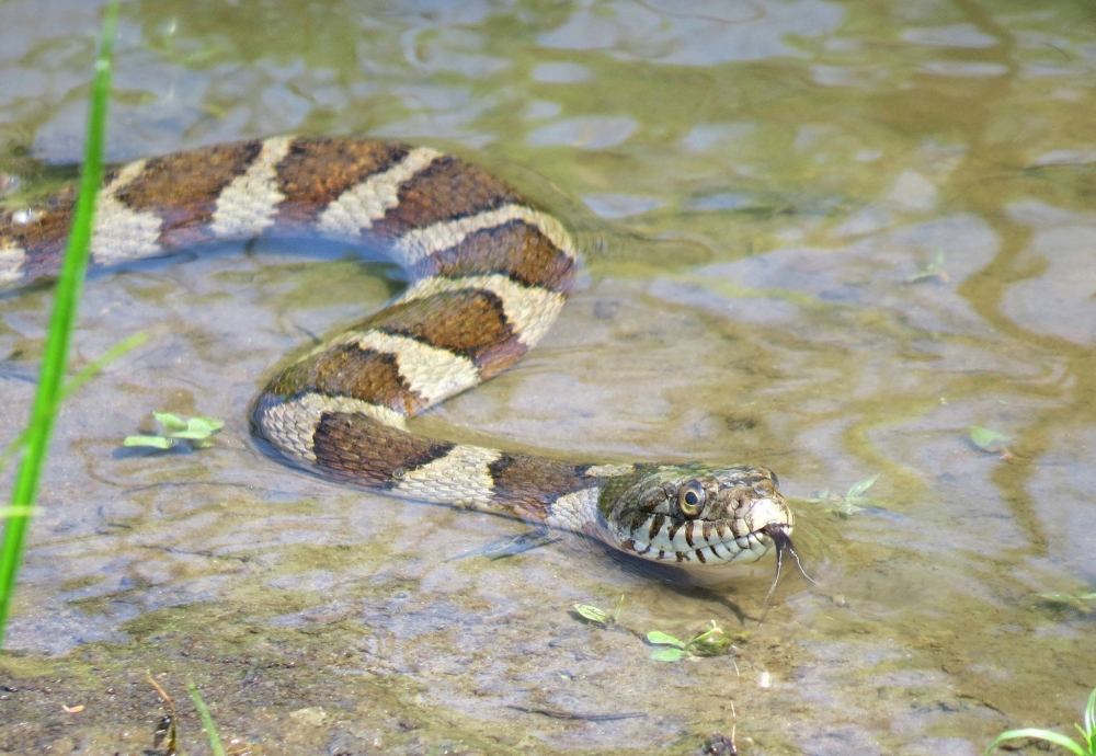 Northern watersnake in shallow water