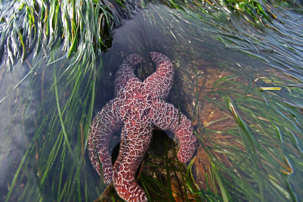 Ochre star Pisaster ochraceus