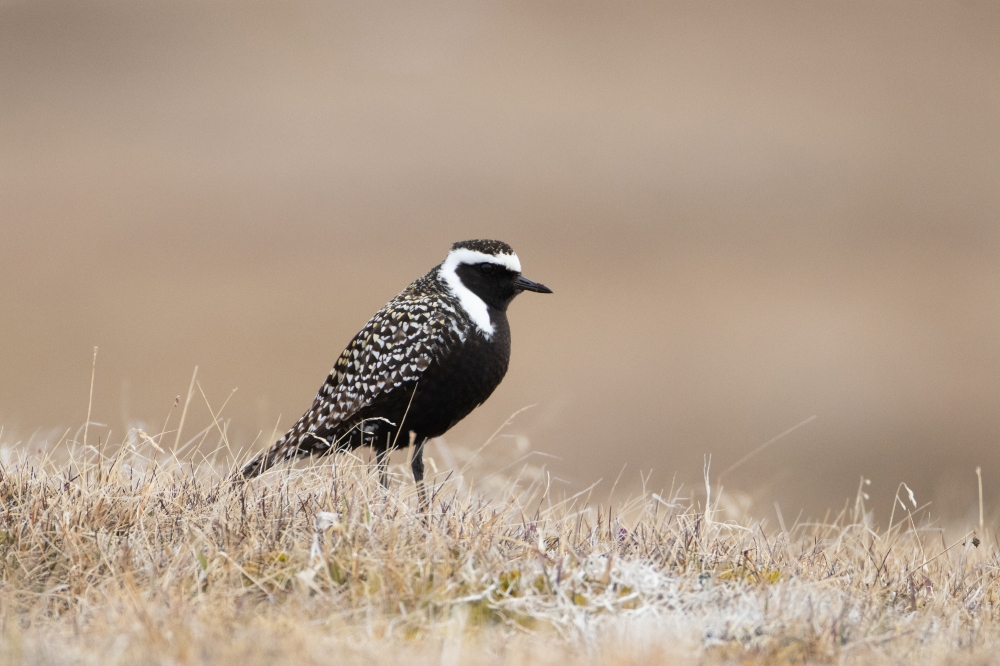 one american golden plover