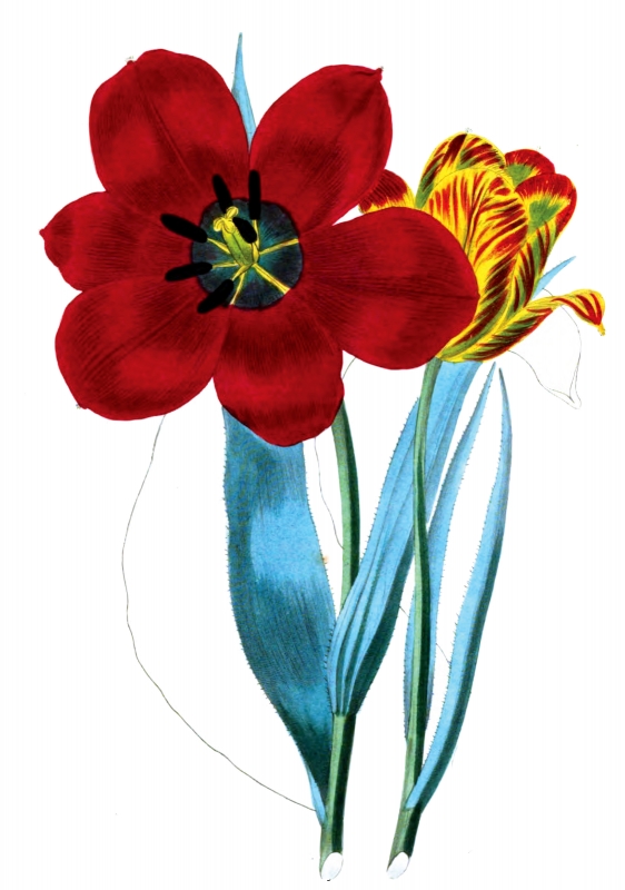 open red tulip flower illustration
