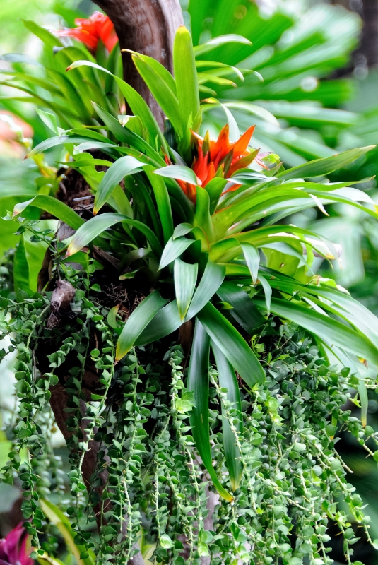 Orange Bromelia Plant Image 4849A