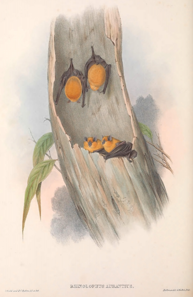 Orange Horseshoe Bat color illustration
