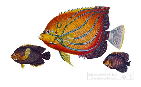 orange red blue fish illustration clipart 2