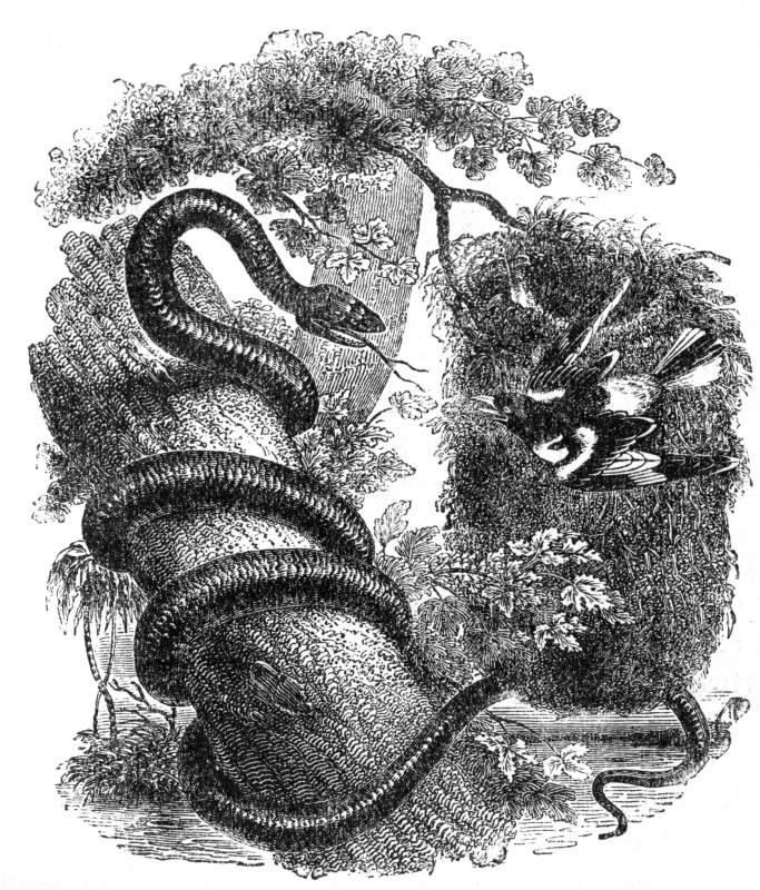 oriole engraved bird illustration