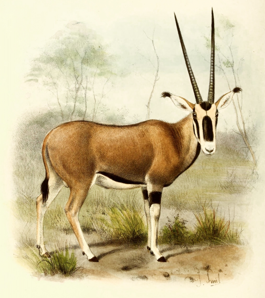 ornyx antelope color Illustration