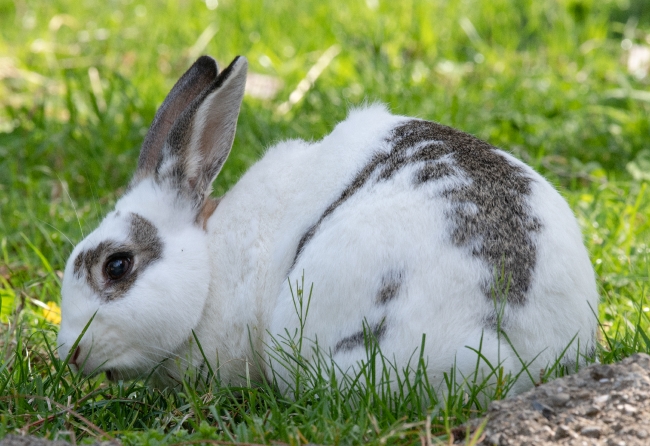 oryctolagus cuniculus domestic rabbit photo