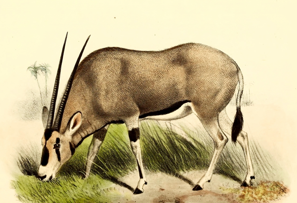 oryx antelopes color Illustration