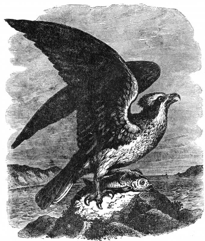 osprey bird illustration