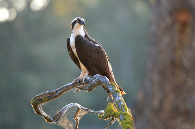 Osprey high on tree branch