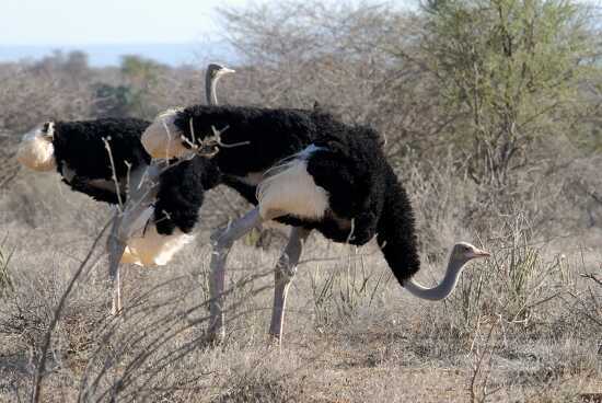 ostrich-samburu-national-reserve-kenya-africaa