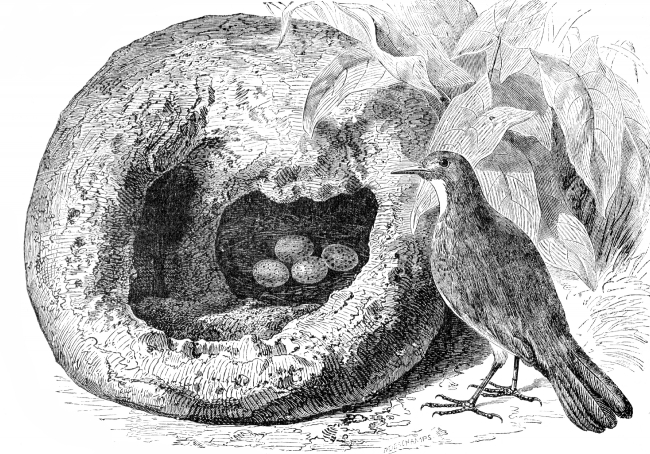 oven bird illustration