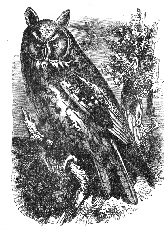 owl bird illustration