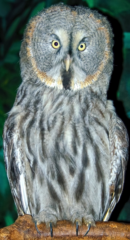 owl singapore 8673