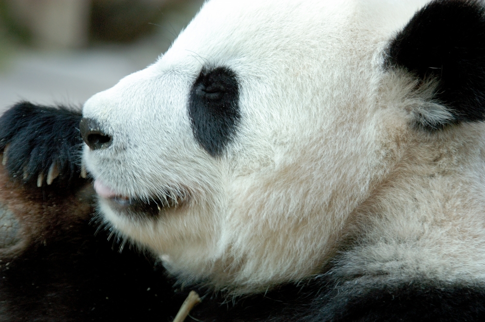 panda at zoo in thailand