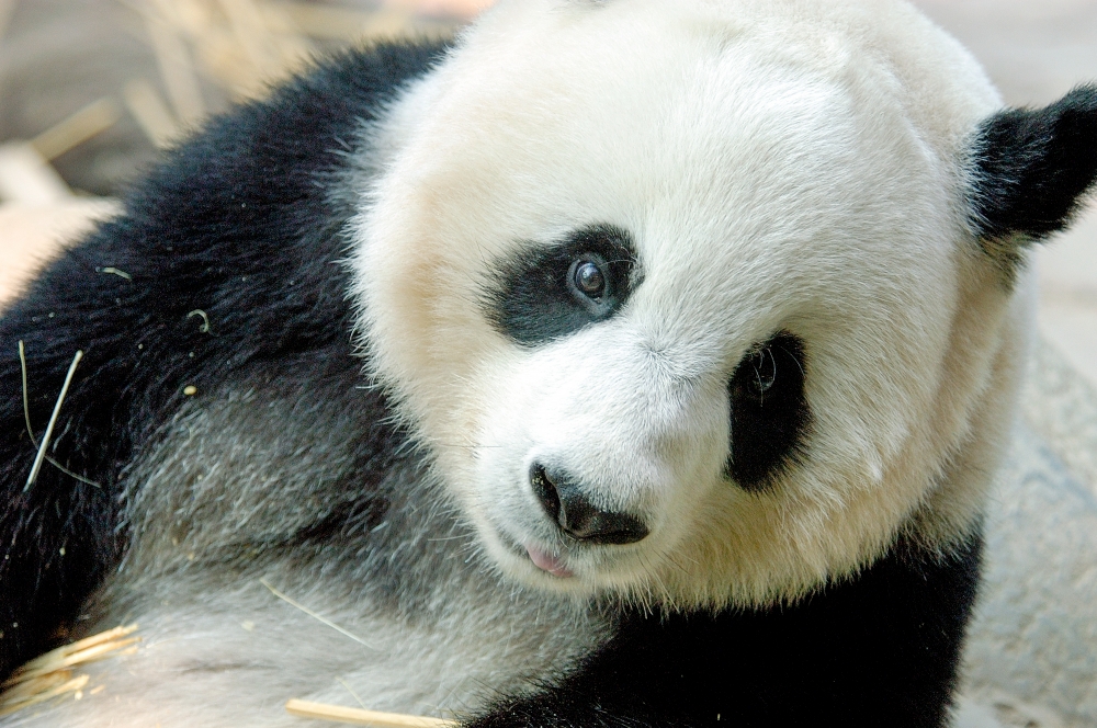 panda at zoo in thailand_0090A