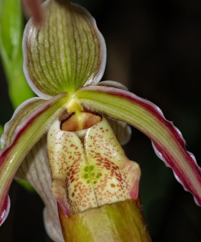 Paphiopedilum orchid photo