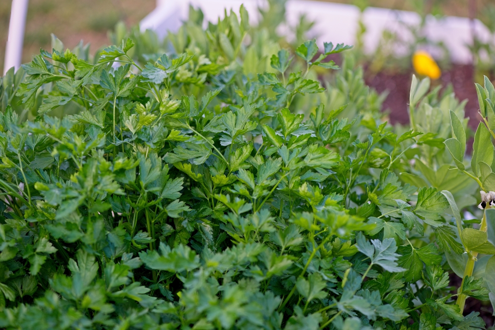 parsley in garden