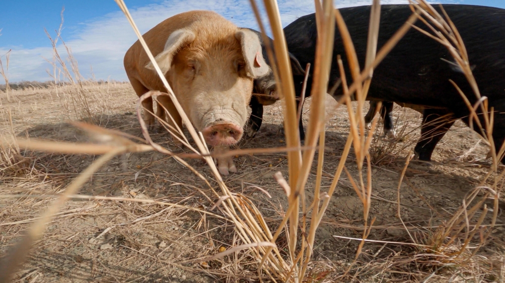 Pasture raised hogs in maryland