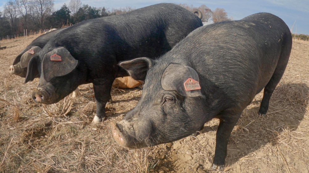 Pasture raised hogs on farm