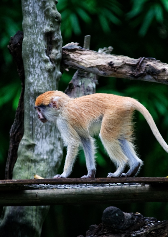 Patas Monkey Photo Image 7977