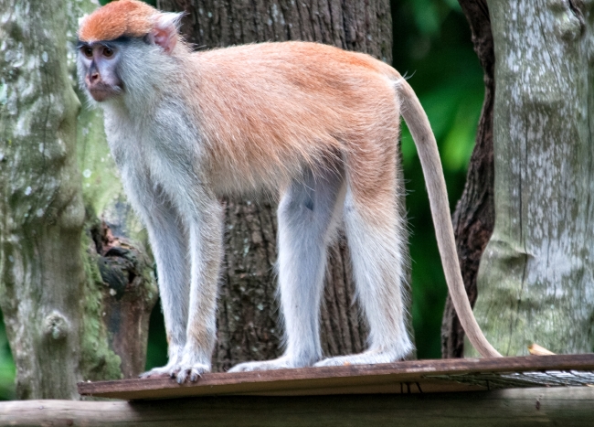 Patas Monkey Photo Image 7979