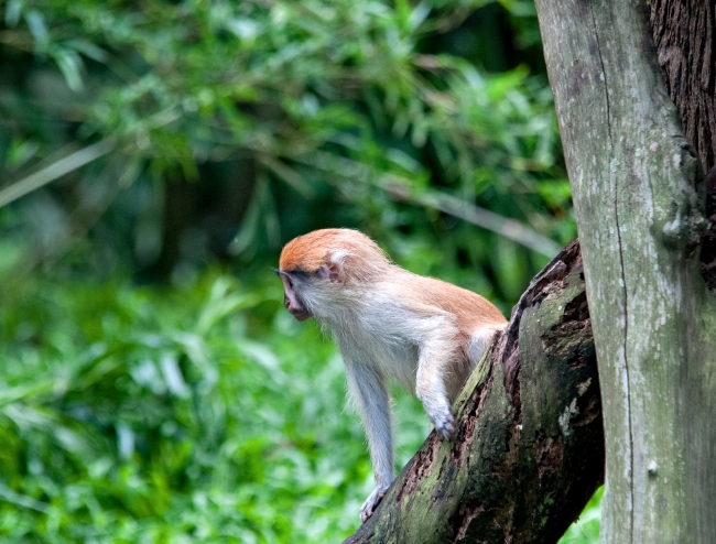 Patas Monkey Photo Image 7980