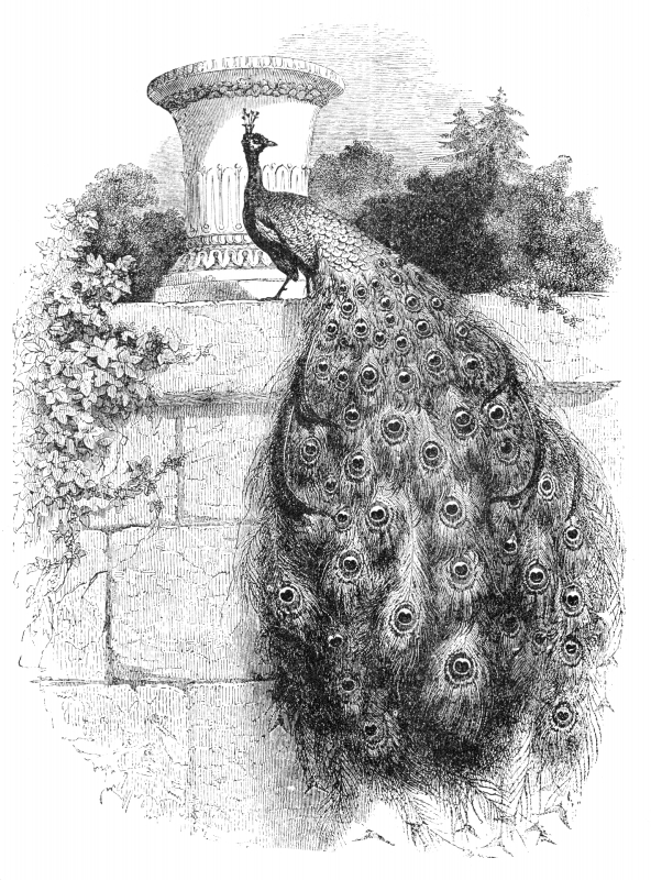 peacock bird illustration